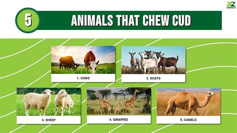 5 Animals That Chew Cud (and What Exactly That Means) - A-Z Animals