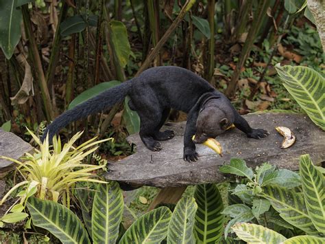 Definitive Guide To Tayra Facts, Habitat, Conservation Status, Zoo Populations, Pictures On Zoo ...