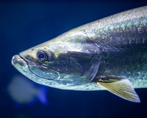 National Aquarium on Twitter: "Also know as the "silver king," Atlantic tarpon can reach up to 8 ...