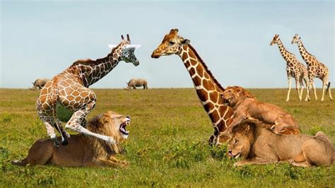 Giraffe Fight Lion