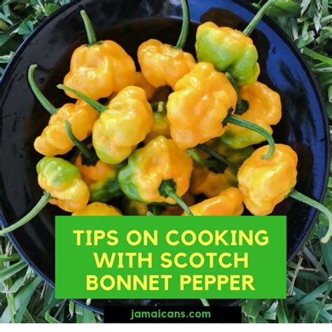 Tips on Cooking with Scotch Bonnet Pepper - Jamaicans and Jamaica ...