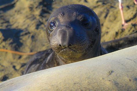 This Baby Elephant Seal will not be little forever. | Flickr