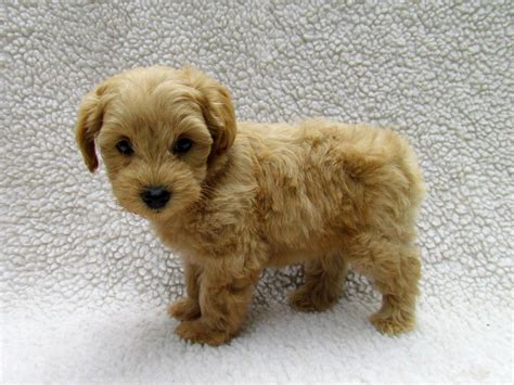 Growing Puppies - Virginia Schnoodle Breeder --Hypoallergenic Dogs ...