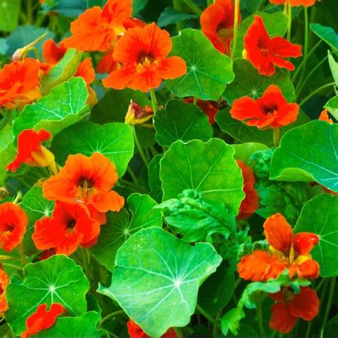 Nasturtium Heirloom Seeds, Flower Seeds, Edible Flower — Seed Nerds