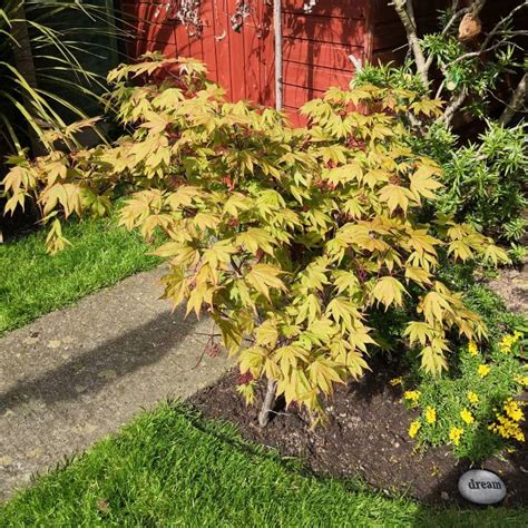 Acer Palmatum 'Osakazuki', Japanese Maple 'Osakazuki' - uploaded by @spidermonkey