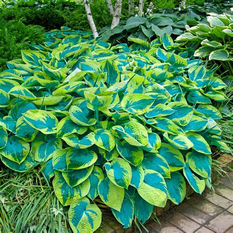 Home depot perennial plants information | cathyshepherdot