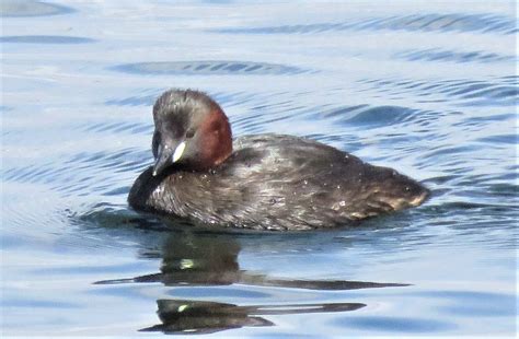 Little Grebe | brian waller | Flickr