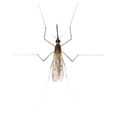 Gnat Identification, Habitat & Behavior | Ja-Roy