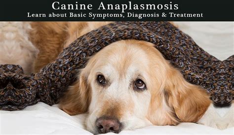 Canine Anaplasmosis: Learn about Basic Symptoms, Diagnosis & Treatment ...