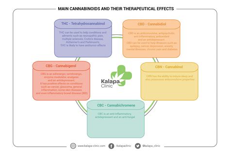 The main cannabinoids and their therapeutic effects