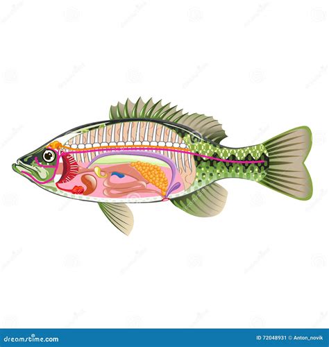 Fish Internal Organs Vector Art Diagram Anatomy without Labels Stock ...