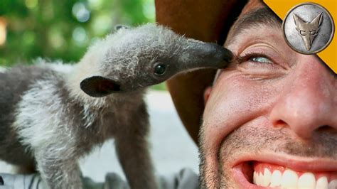 A Charmingly Curious Baby Tamandua Introduces Himself to Coyote ...