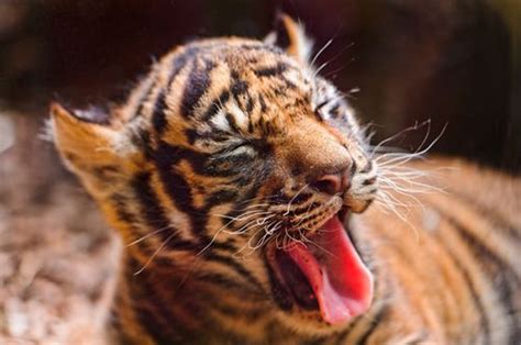 Seeing Double: Sumatran Tiger Cubs at Frankfurt Zoo - ZooBorns