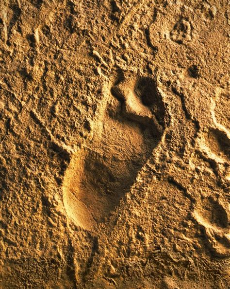 Ancient Human Footprint: Laetoli Site in Tanzania