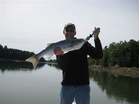 Maine Striped Bass Fishing: Maine's Kennebec River Striped Bass May See Changes In The Future