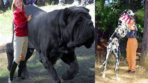 Abnormally Large Animals That Are Actually Real | Extremely Big Pets ...