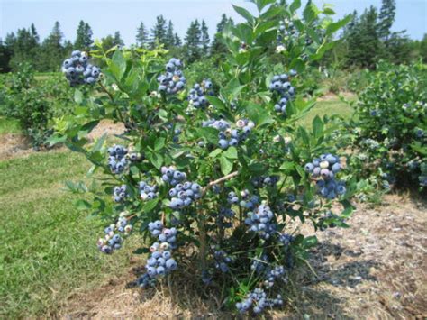 Bluegrass and Blueberries: Sawdust confusion | Coltivare mirtilli, Coltivare verdure, Coltivare ...