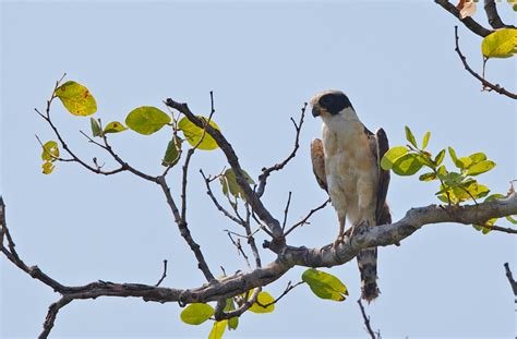 Return of Bird of the Week: Laughing Falcon | Wickersham's Conscience