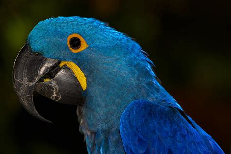 Blue Macaw Photograph by Gary Ayers - Fine Art America