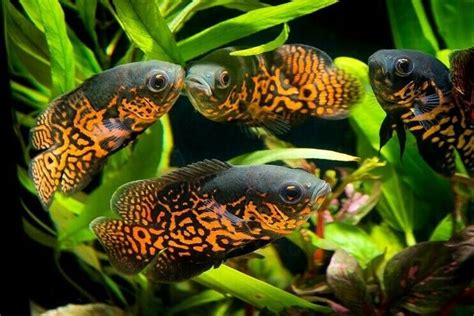 Red Tiger Oscar Live Tropical Freshwater Aquarium Fish Tank Raised ...