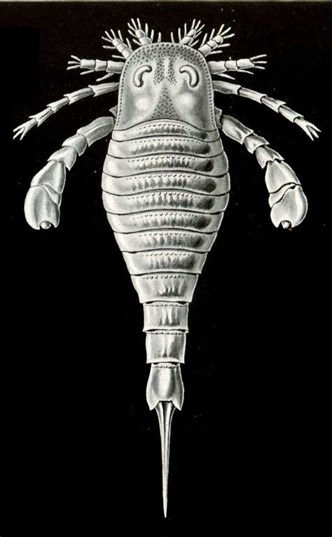 Eurypterid, Sea Scorpion (Class: Eurypterida) - Wiki; DISPLAY FULL IMAGE.