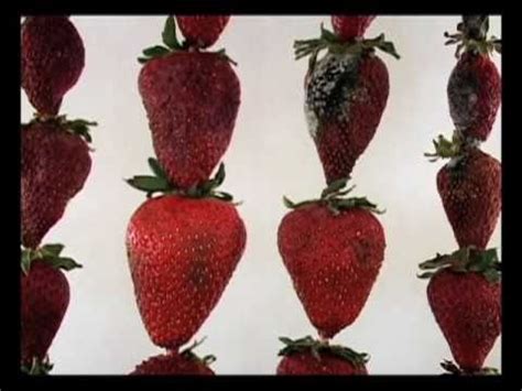 Moldy Strawberry Dance Time Lapse - YouTube