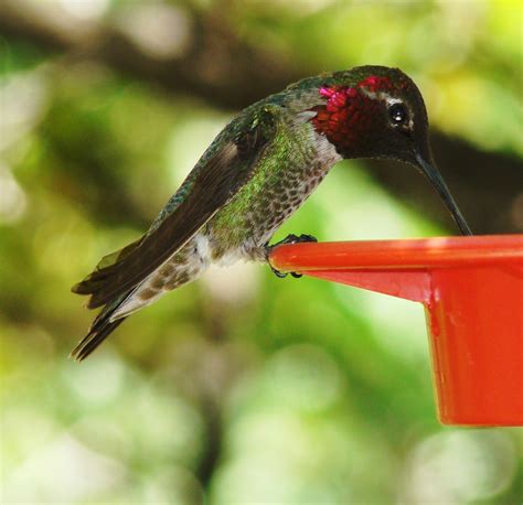 The Plover Nest: Hummingbirds of Southeast Arizona