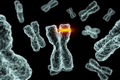 How Chromosome Mutations Occur