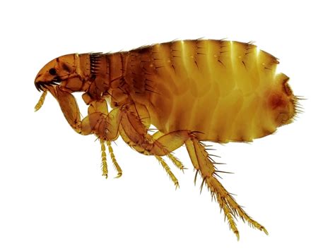 Pest Control Flea Infestation | Pest Control