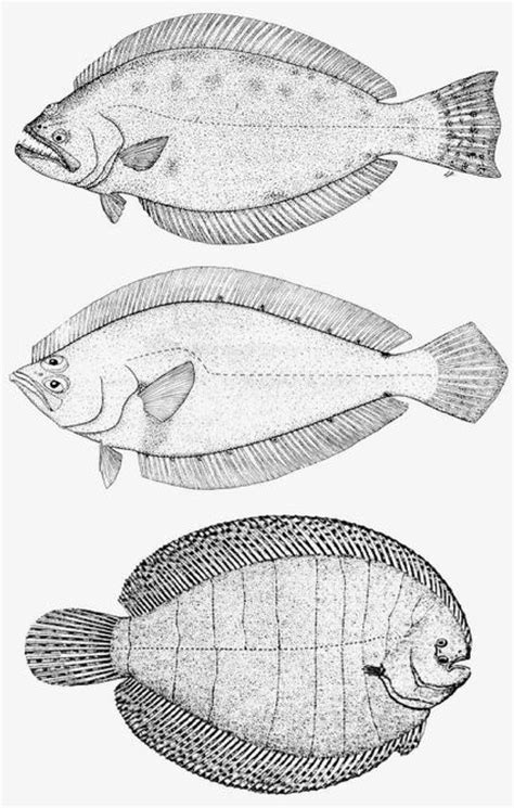 Mostly Open Ocean: Flatfish eyes: The twice solved mystery