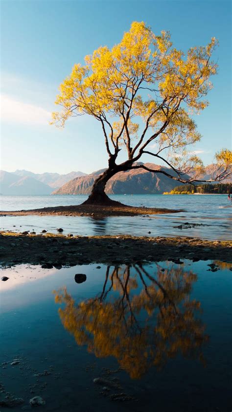 That Wanaka Tree - backiee