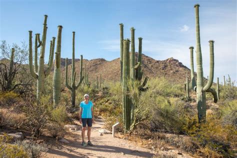 8 Amazing Things to Do in Saguaro National Park – Earth Trekkers