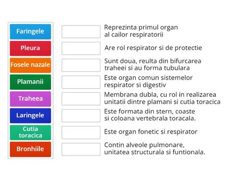 Sistemul respirator - Potrivește