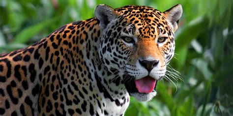 Le jaguar : description, lieu de vie, alimentation, reproduction des jaguars