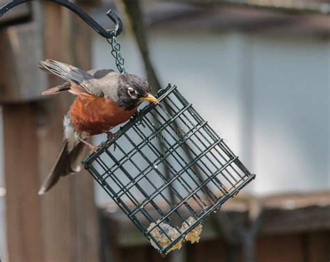 American Robin Balancing on Metal Bird Feeder with Wings Opened Stock ...