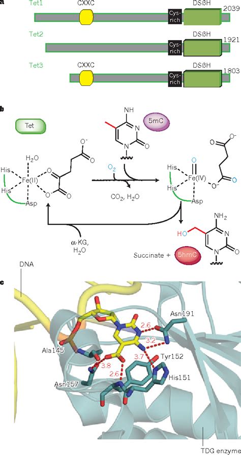 TET enzymes, TDG and the dynamics of DNA demethylation | Semantic Scholar