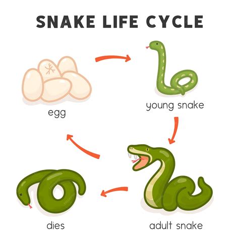 Premium Vector | Snake life cycle diagram chart in science subject ...