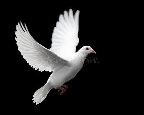 White Dove in Flight 1 stock image. Image of faith, freedom - 1475411