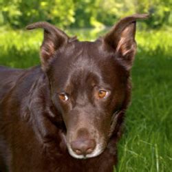 German Shepherd Lab Mix - The Lab German Shepherd Mix