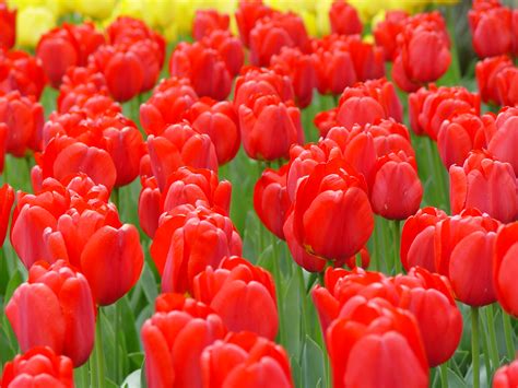 Red tulips | Håkan Söderbom's photo blog