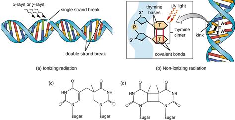 Chapter 12: DNA Damage and Repair - Chemistry