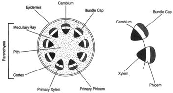 Herbaceous Dicot Stem Showing The External Features