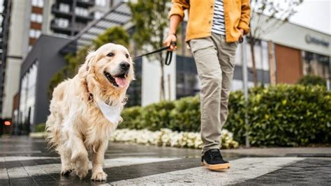 Wag! vs. Rover: Which Dog-Walking App Is Better for Dog Owners?