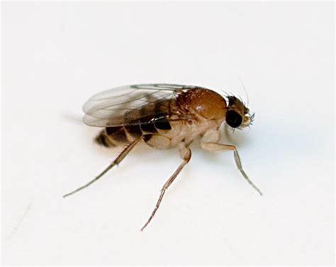 Phorid Fly Facts: Where They Come From, How to Identify, & More