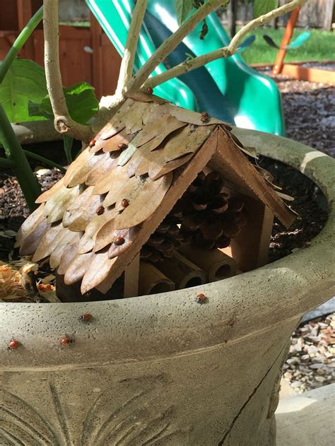 Ladybug Habitat | Bird house, Ladybug, Outdoor decor