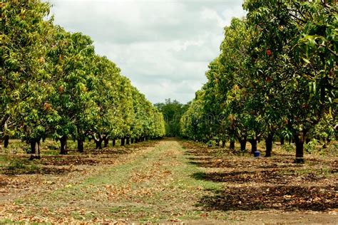 Mango tree plantation stock photo. Image of food, territory - 25772612