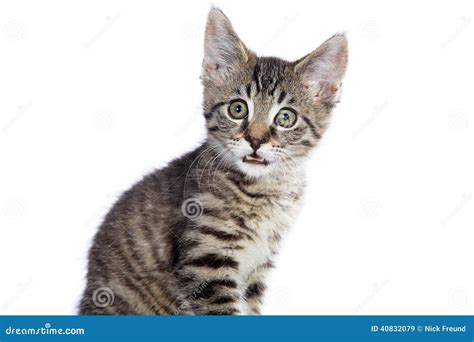 Baby House Cat with Tiger Pattern Stock Image - Image of creature ...