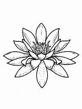 Water lily coloring Pages sketch template