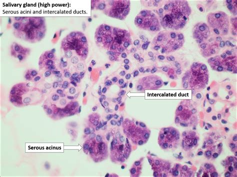 Sublingual Gland Histology