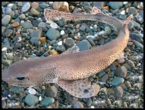 Dogfish | Freshwater fish, Fish, Marine life